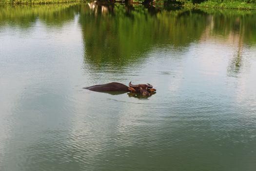 The water buffalo in pond