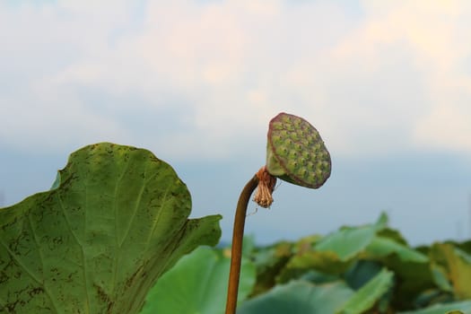 lotus seed pod in a pond 
