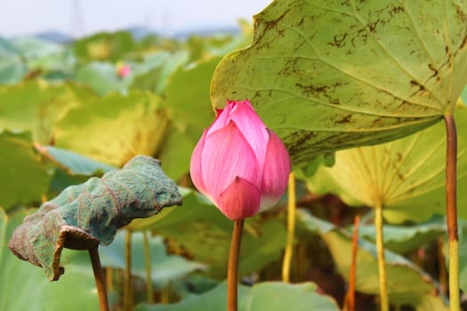 the lotus in the pond