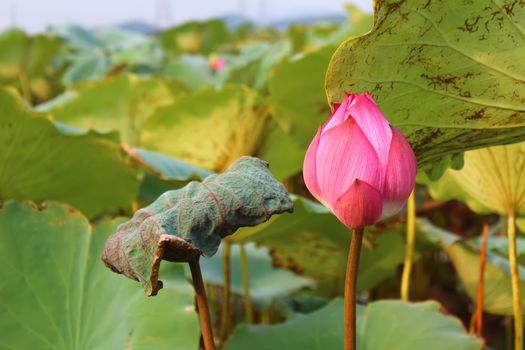 the lotus in the pond