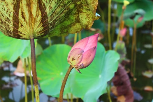 the lotus in the pond