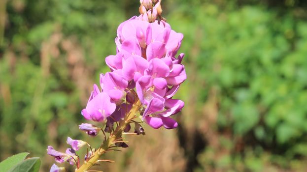 purple flowers and the sky