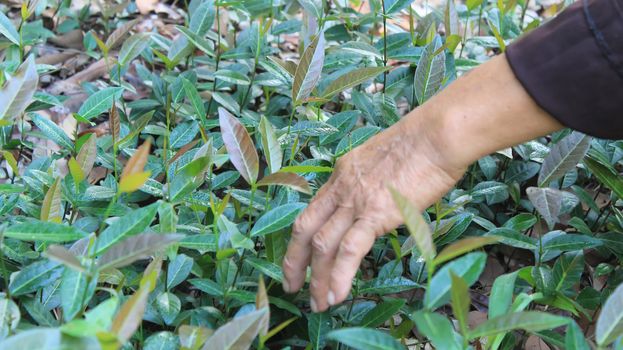 the medicine man picking medicinal herbs on the mountain, vietnam