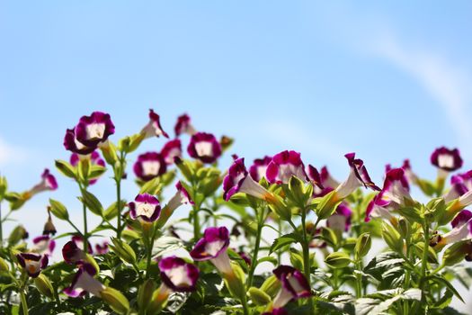 
Nice purple flower in the field
