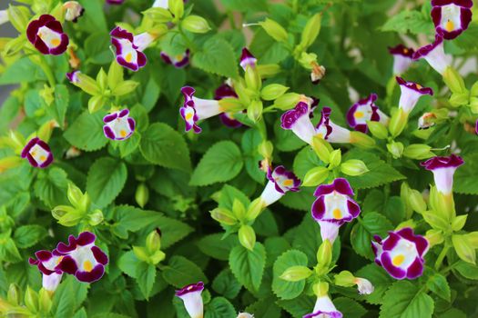 Nice purple flower in the field

