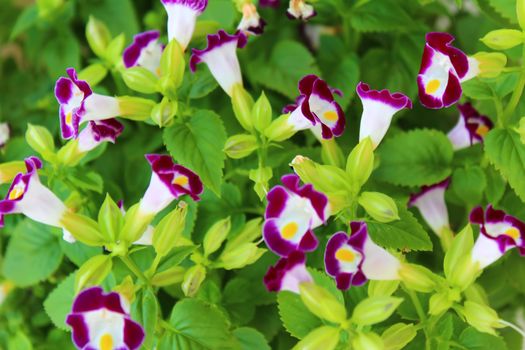 Nice purple flower in the field

