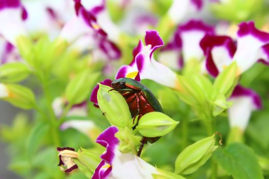 green beetle sitting on purple flower