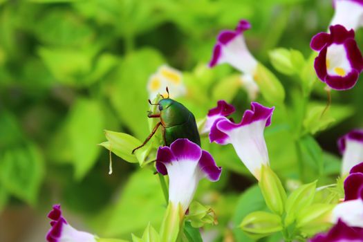 green beetle sitting on purple flower