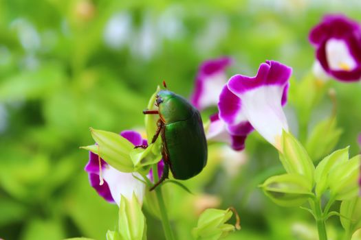 green beetle sitting on purple flower