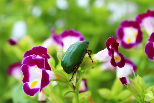 green beetle sitting on purple flower