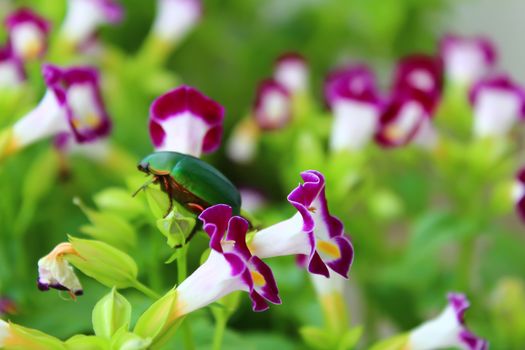 green beetle sitting on purple flower