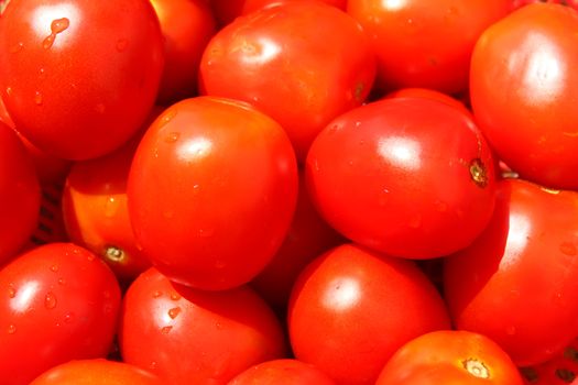 The red ripe tomatoes