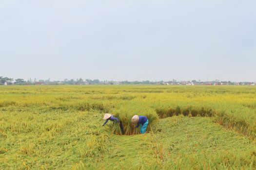 HAI DUONG, VIETNAM, SEPTEMBER, 18: Vietnamese woman farmer harvest on a rice field on September 18, 2014 in Hai Duong, Vietnam. Rice cultivation is a long tradition of people in rural Vietnam. 