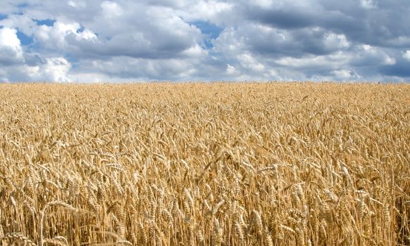 Horizontal shot of landscape consisting of wheat field and cloudy sky.