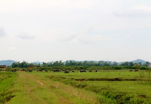 herd of buffalo on the field