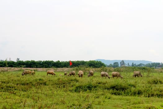 herd of buffalo on the field