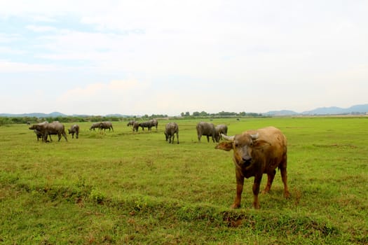 herd of buffalo on the field