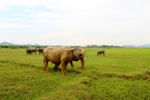 herd of buffalo on the field