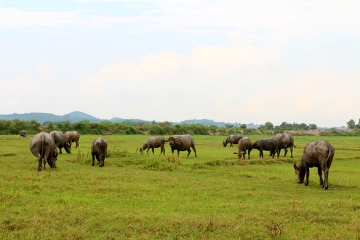 herd of buffalo on the field