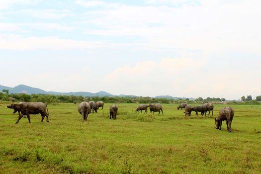 herd of buffalo on the field