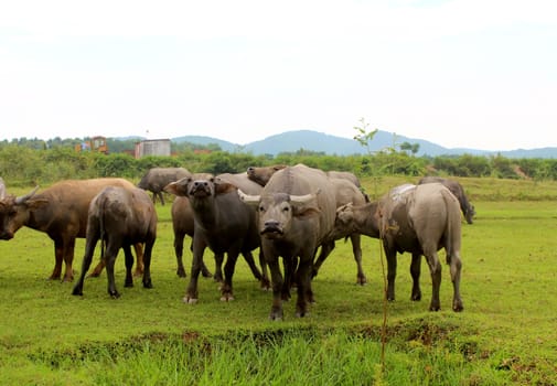 herd of buffalo on the field