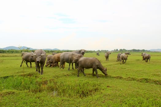 herd of buffalo on the field