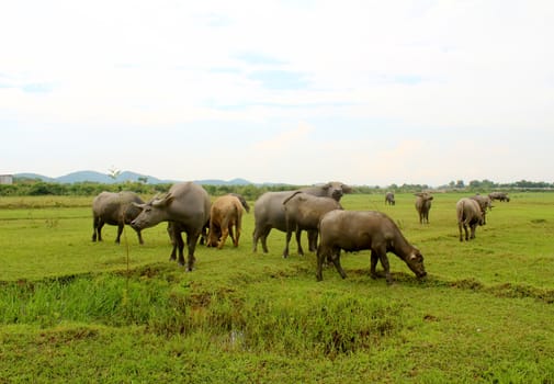 herd of buffalo on the field