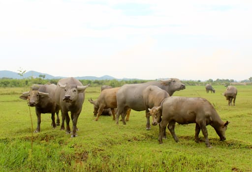 herd of buffalo on the field