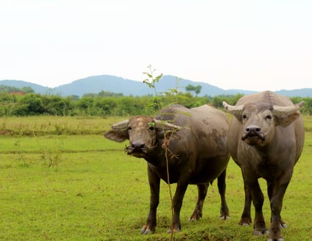 herd of buffalo on the field