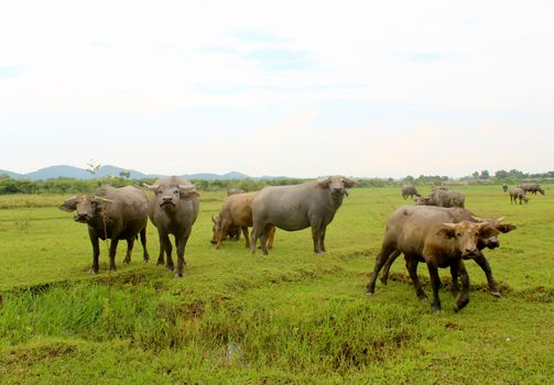 herd of buffalo on the field