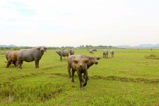 herd of buffalo on the field