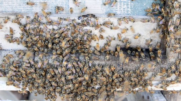 Macro shot of bees swarming on a honeycomb 