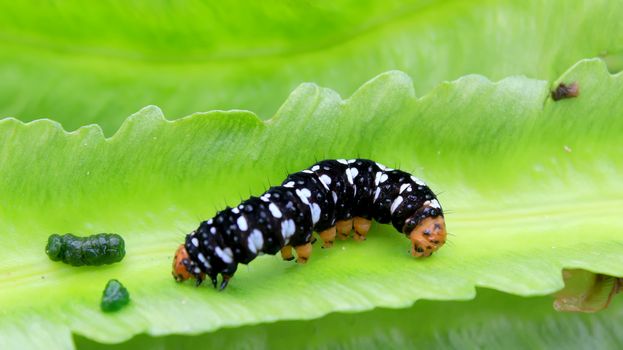 caterpillar on leaf