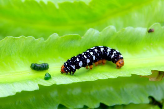 caterpillar on leaf