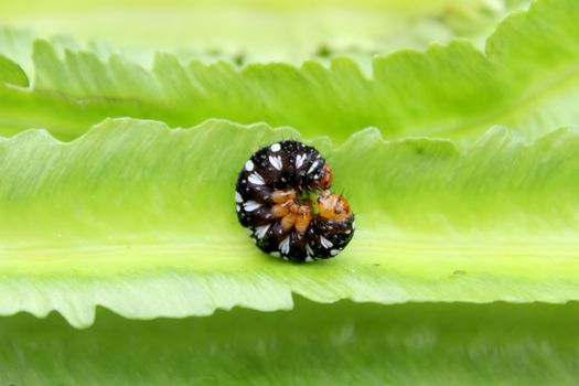 caterpillar on leaf