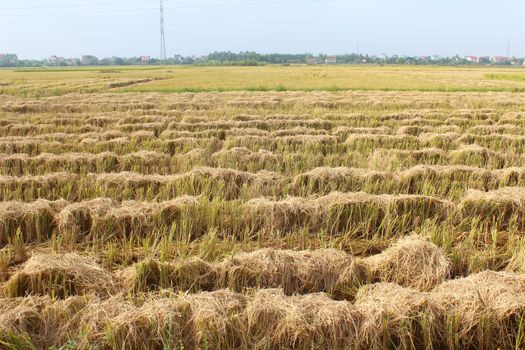 fields after harvest