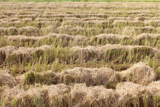 fields after harvest