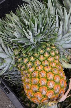 Pineapple tropical fruit on the market for sale