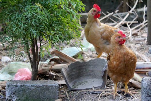 chicken in the garden