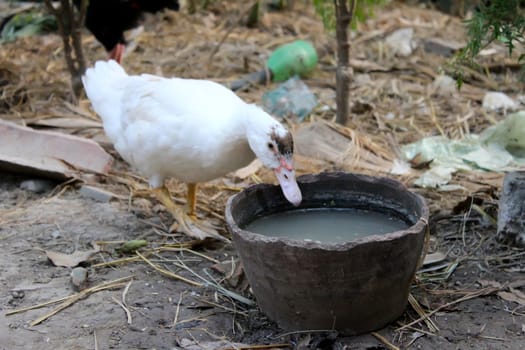 duck eat in the garden