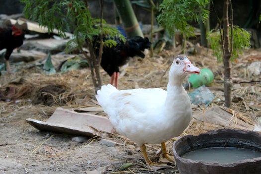 duck eat in the garden