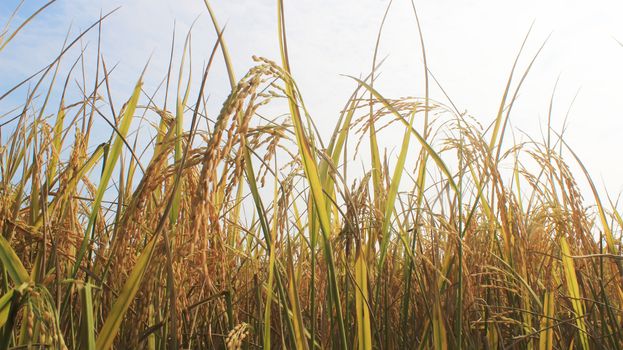 rice field