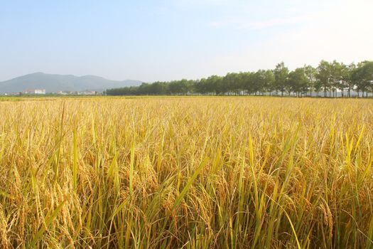 rice field