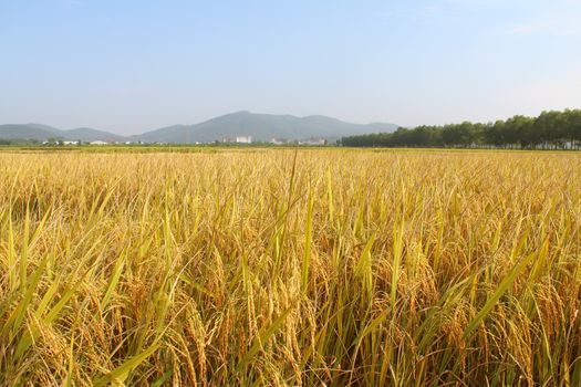 rice field