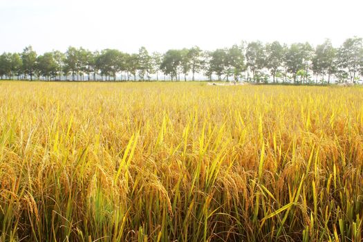 rice field