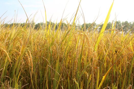 rice field