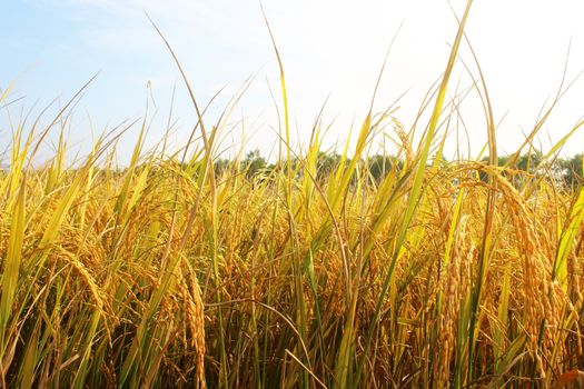 rice field