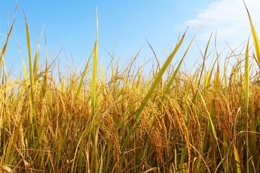 rice field