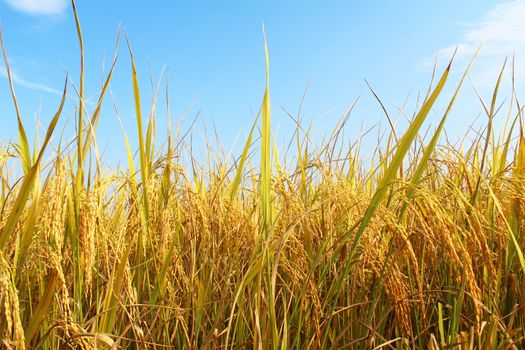 rice field