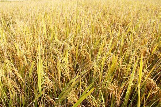 rice field